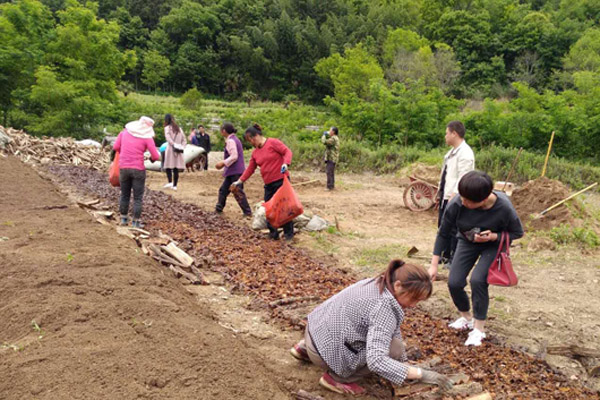 032019年5月20日拍摄，西北局捐资的任家院村万窝天麻种植项目，贫困群众正在栽种天麻。